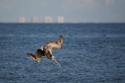 Bezpłatne Darmowe zdjęcie z galerii z dziób, latanie, morze Zdjęcie z galerii