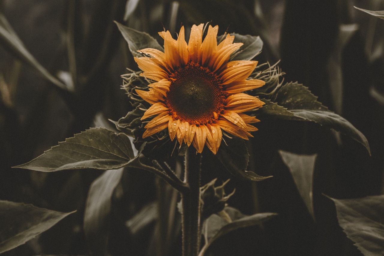close up of a sunflower with raindrops captured in a moody setting