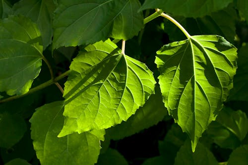 Green Leaves in Close Up Photography