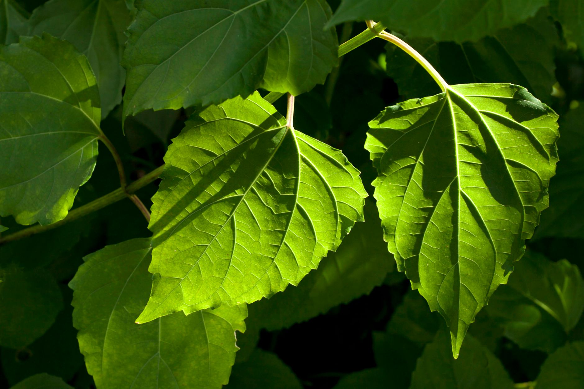 Close-up of vibrant green leaves, showcasing their texture and natural beauty under sunlight.