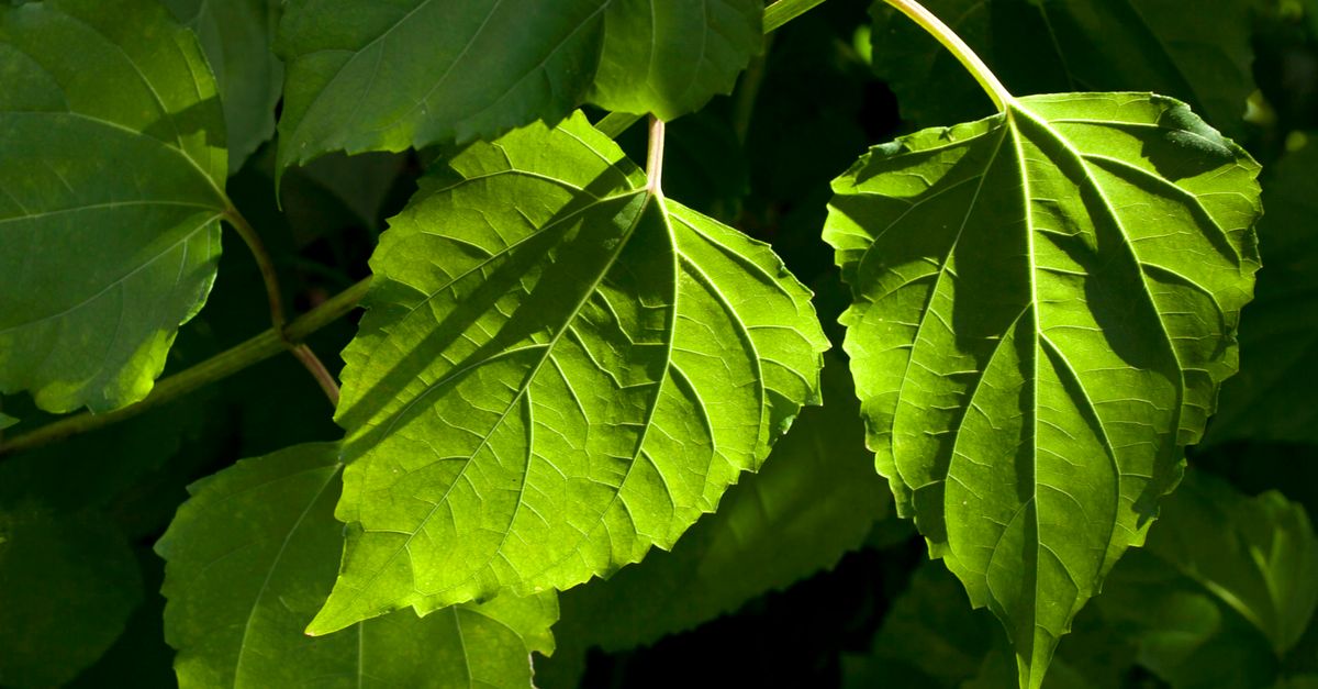Feuille de Tilleul : Bienfaits et Vertus Santé