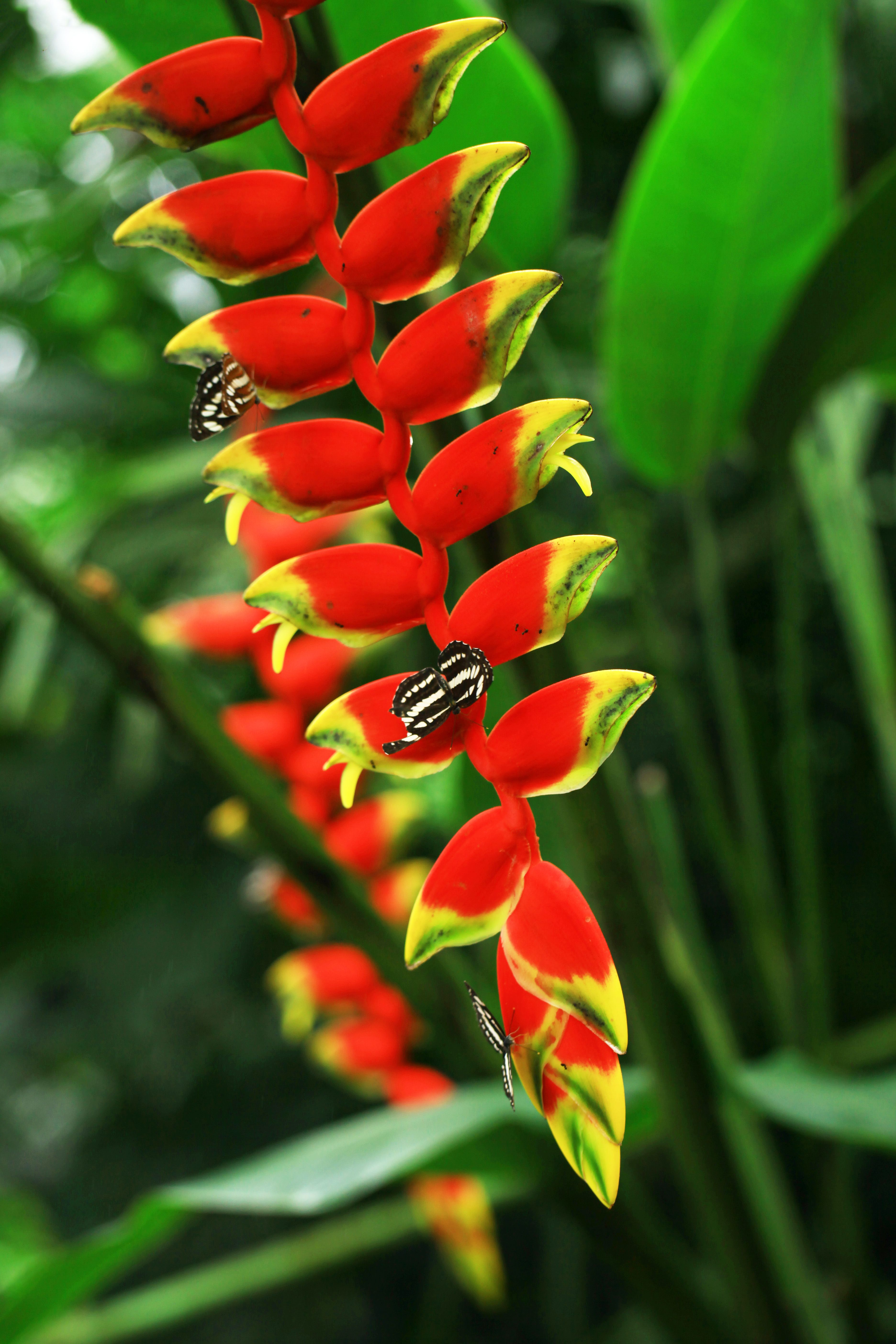 Plante perene care atrag insecte benefice și păsări