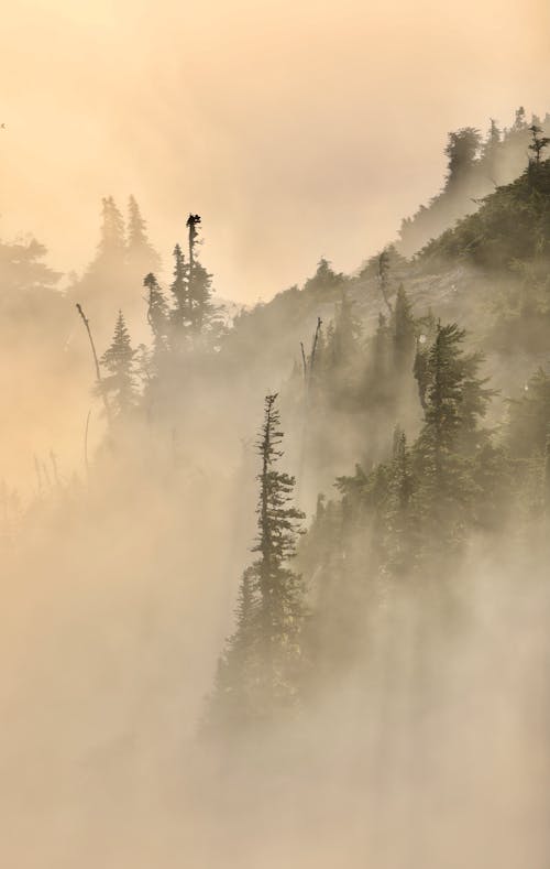 Foto d'estoc gratuïta de amb boira, arbres, bosc