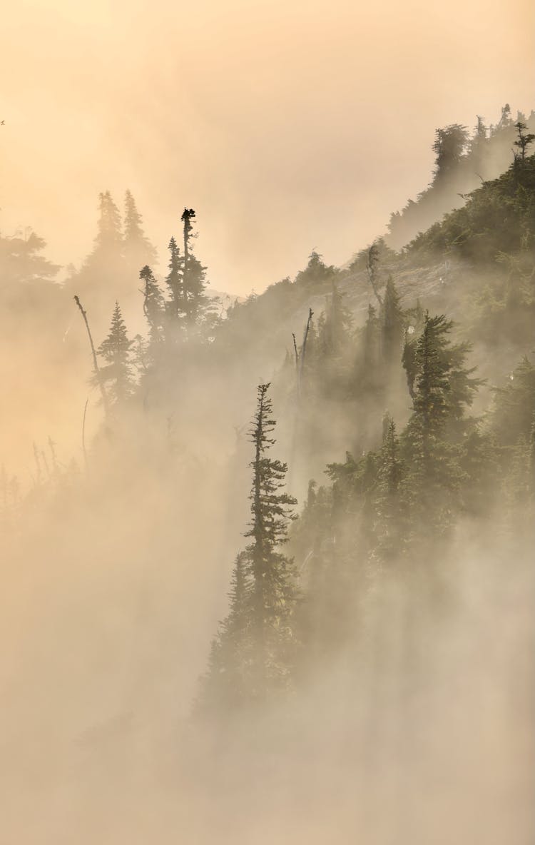 Foggy Forest At Sunset