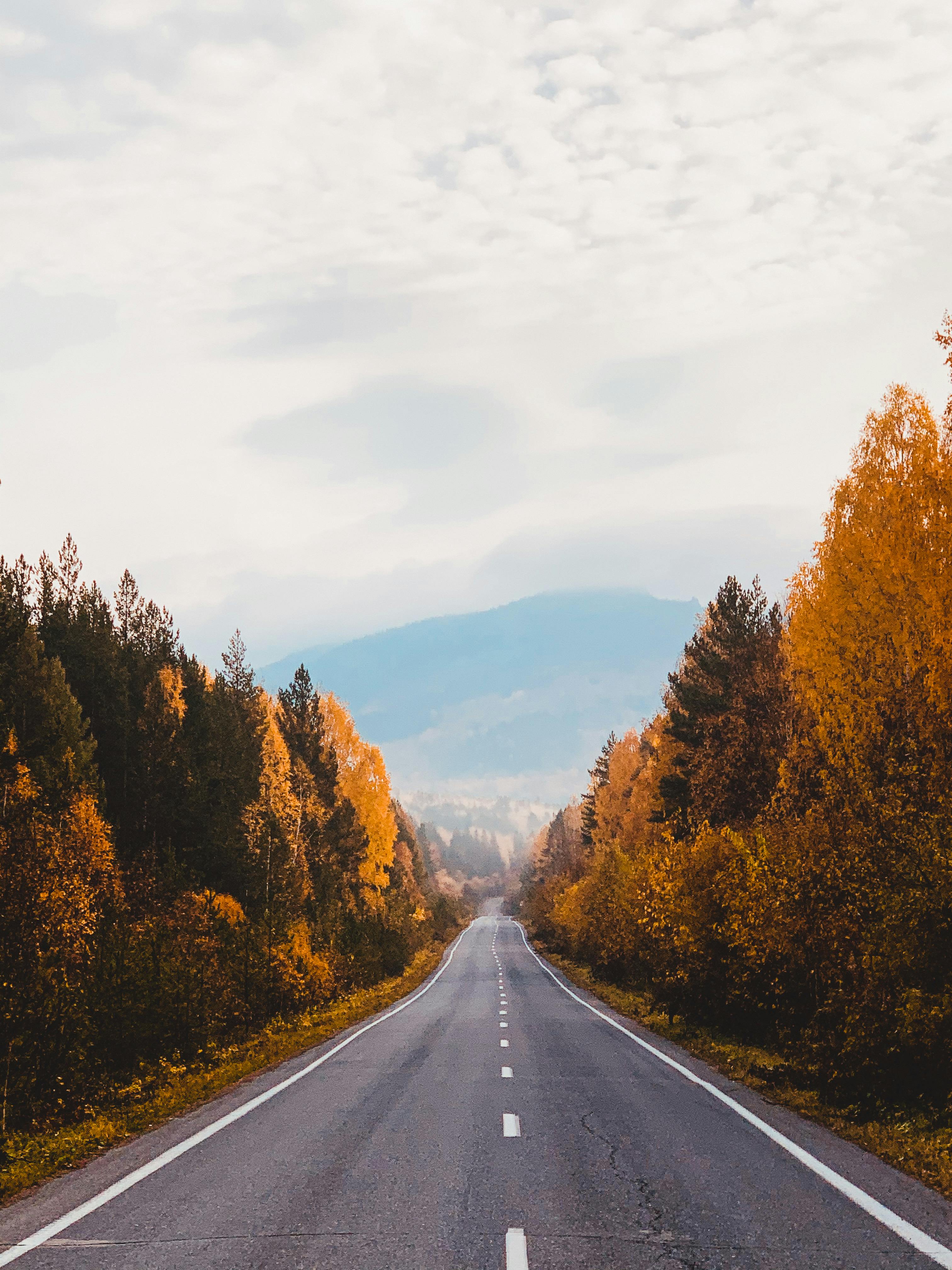 Explore a picturesque road framed by autumn trees leading to distant blue mountains.