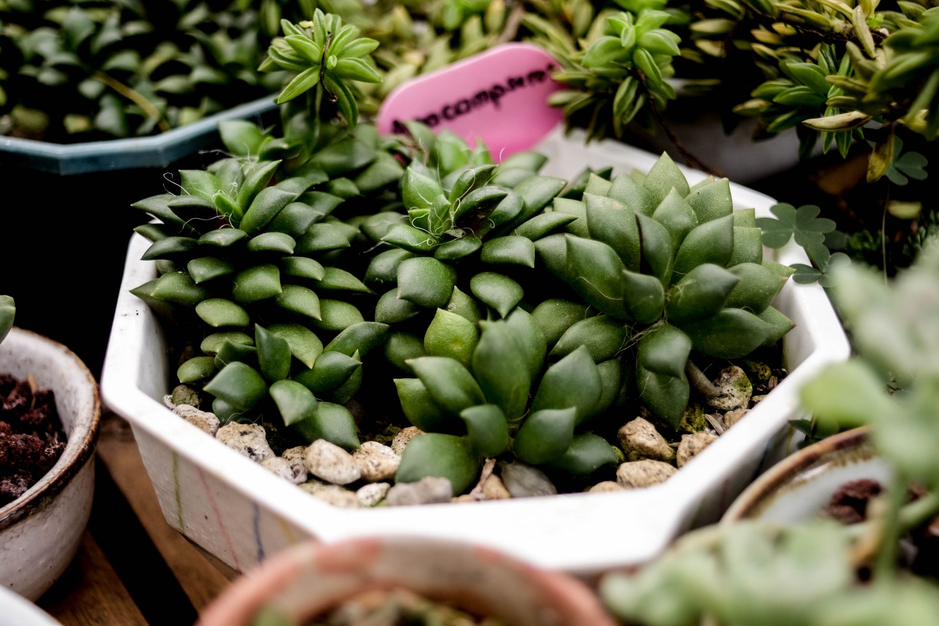 Green Succulent Plants in a White Pot
