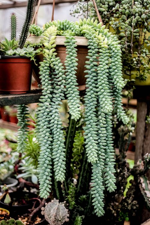 Free Lush hanging succulents with cascading leaves in a greenhouse setting for plant enthusiasts. Stock Photo