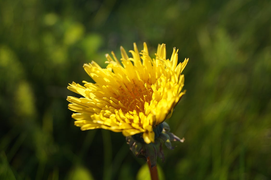 Selective Focus Photography of Yellow Dandelion Flower