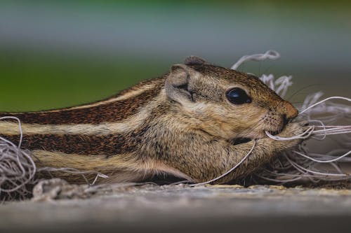 Squirrel Chewing Strings