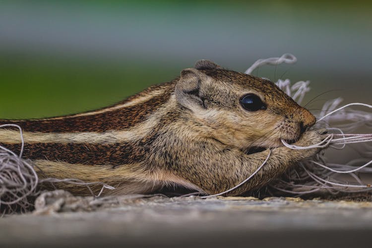 Squirrel Chewing Strings