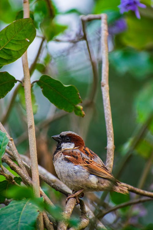 Bird Resting on a Tree Branch