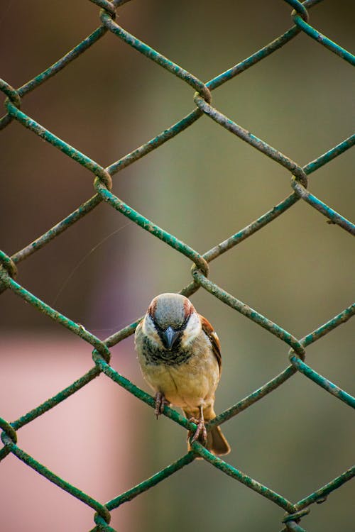 Free Bird Perched on a Chain Link Fence Stock Photo