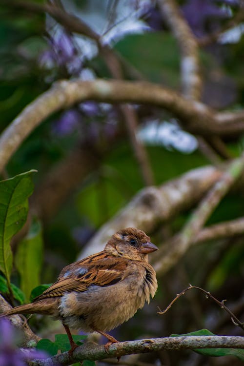 Brown Bird on Tree Branch