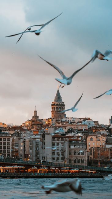 Scenic view of Galata Tower with seagulls soaring over Istanbul's cityscape at sunset.