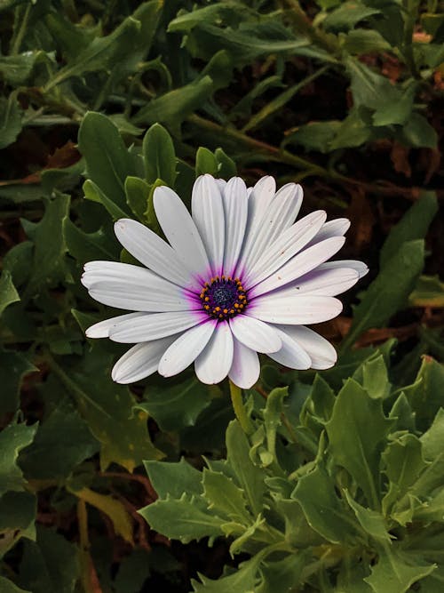 Základová fotografie zdarma na téma bílá květina, cape marguerite, detail