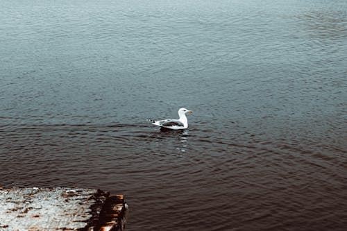 Free A Gull in the Water Stock Photo