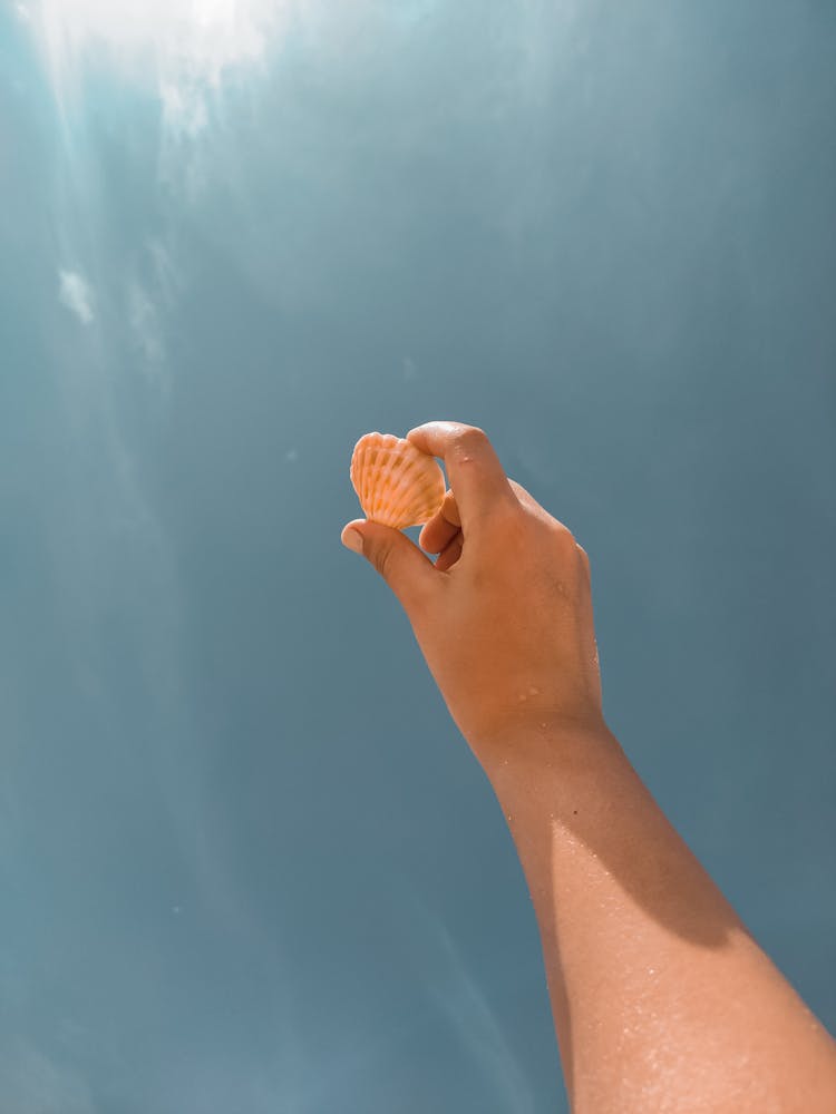 A Person Holding A Seashell