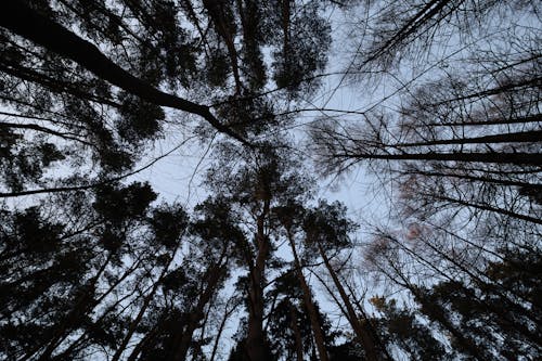 Low Angle Shot of Trees 