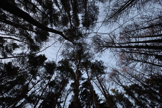 Looking up at silhouetted tree canopies against a gray sky in a serene forest