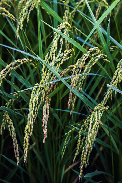 Rice Plant in Close-up Photography 
