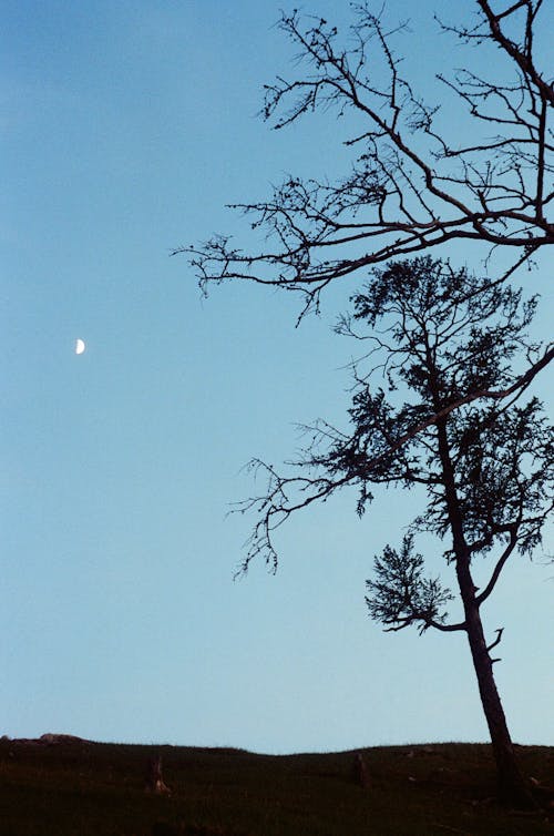 Trees and Crescent Moon at Dusk 
