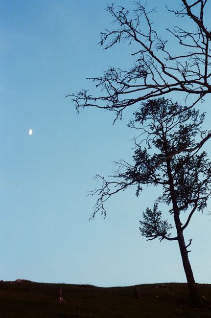 A tranquil scene at dusk with a crescent moon and tree silhouette against a clear sky.