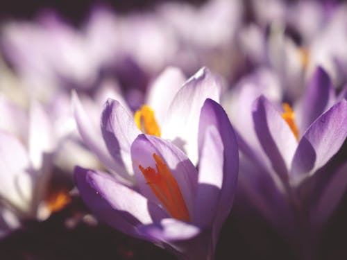 Close-Up Photo of Purple Flowers
