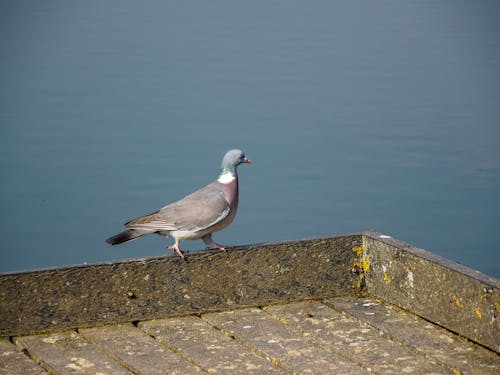 бесплатная Бесплатное стоковое фото с голубь, животное, на жердочке Стоковое фото