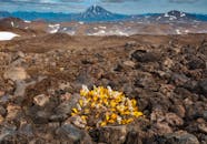 Yellow Flowers on Brown Rocky Mountain