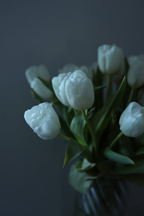 Foto stok gratis buket, bunga putih, Daun-daun