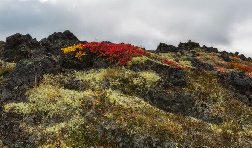 Free Colorful autumn vegetation sprouting through rugged rock formations on a cloudy day. Stock Photo