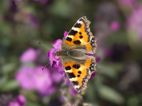 Brown Butterfly Perched on a Purple Flower