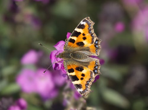 Základová fotografie zdarma na téma členovec, detail, hmyz