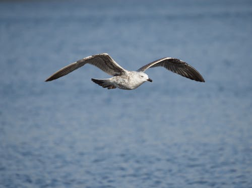 Free Seagull Flying Over the Sea Stock Photo