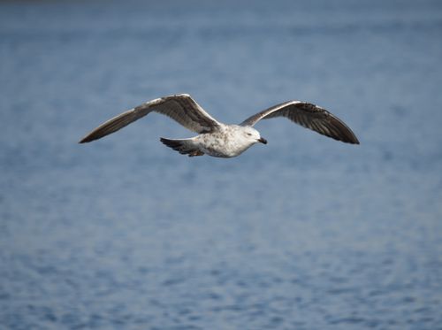 Free A seagull gracefully glides over the open ocean with a serene blue backdrop. Stock Photo