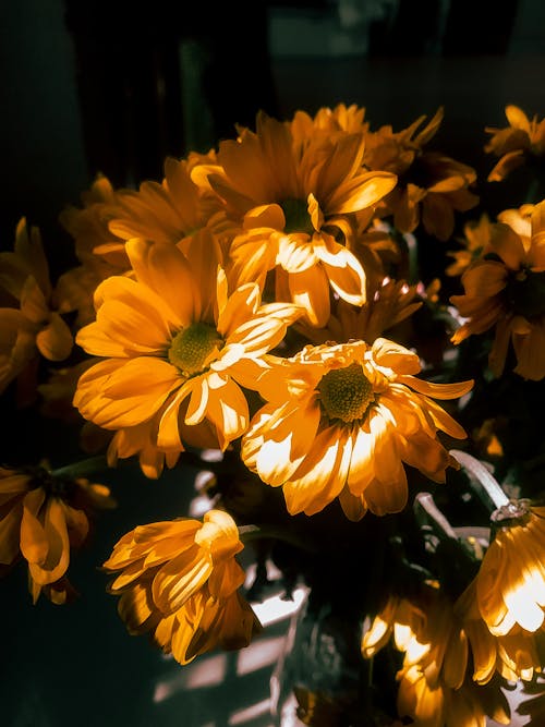 Free Close-Up Photo of Yellow Flowers Stock Photo