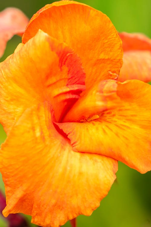 Free Close-Up Photo of Orange Flower Stock Photo