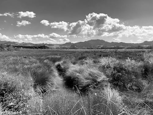 Grayscale Photo of a Grass Field