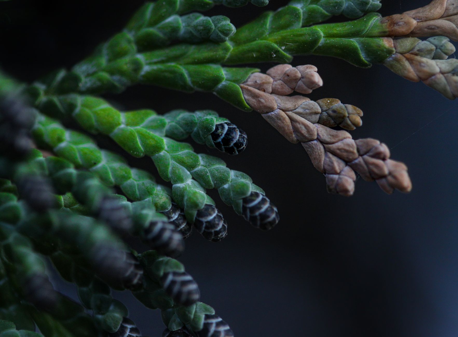 scale_insects_on_evergreen_uk