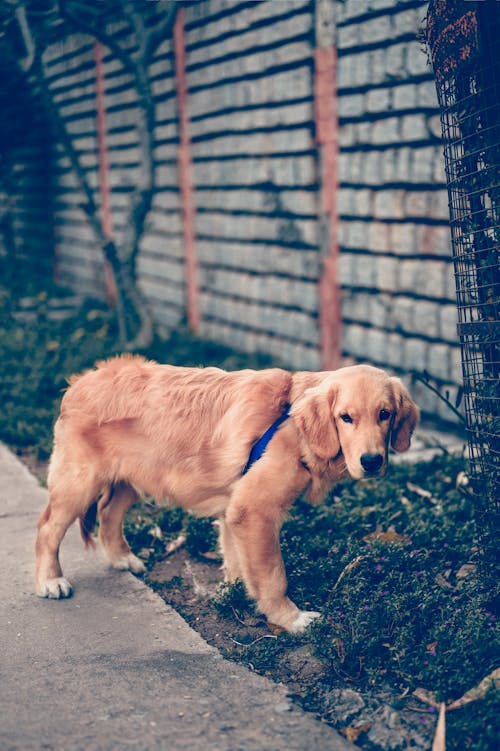 Free Dog Beside a Concrete Fence Stock Photo