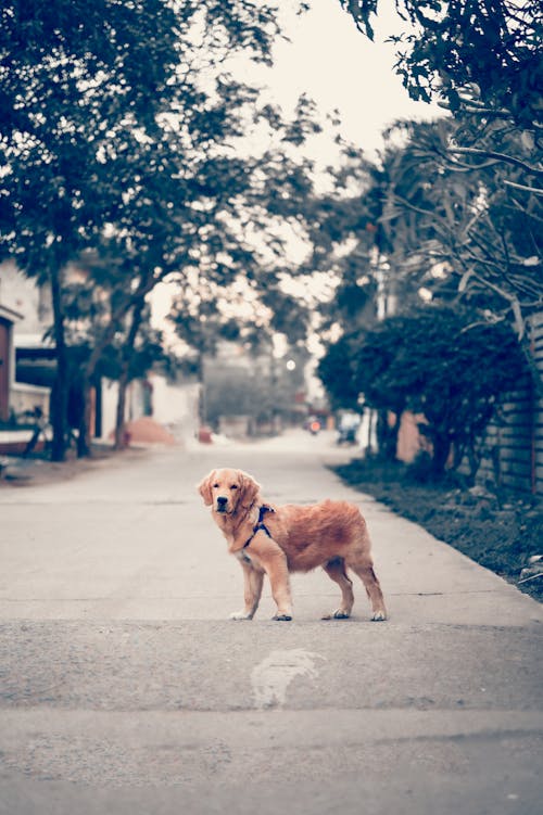 A Golden Retriever on a Concrete Patyhway