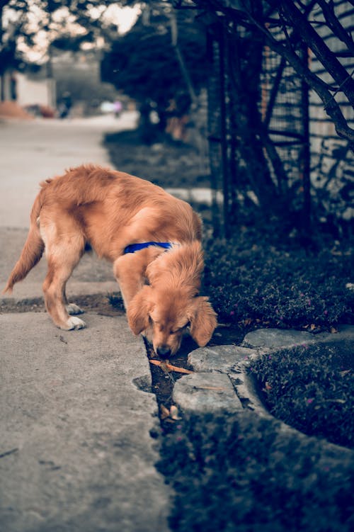 Free Základová fotografie zdarma na téma kožešina, kožešinový pes, pes Stock Photo