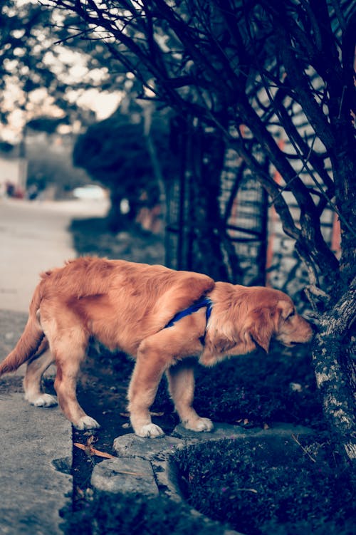 altın, Golden Retriever, köpek içeren Ücretsiz stok fotoğraf