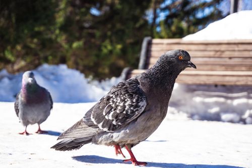 Free Two pigeons on snowy ground in a park, captured in winter with soft, natural light. Stock Photo