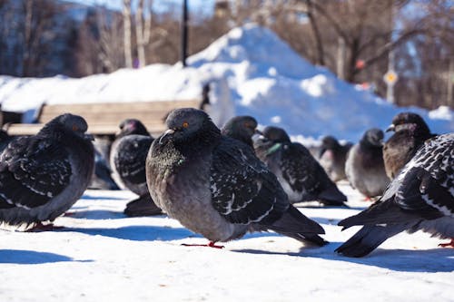 pigeons Perched on Snow Covered Ground