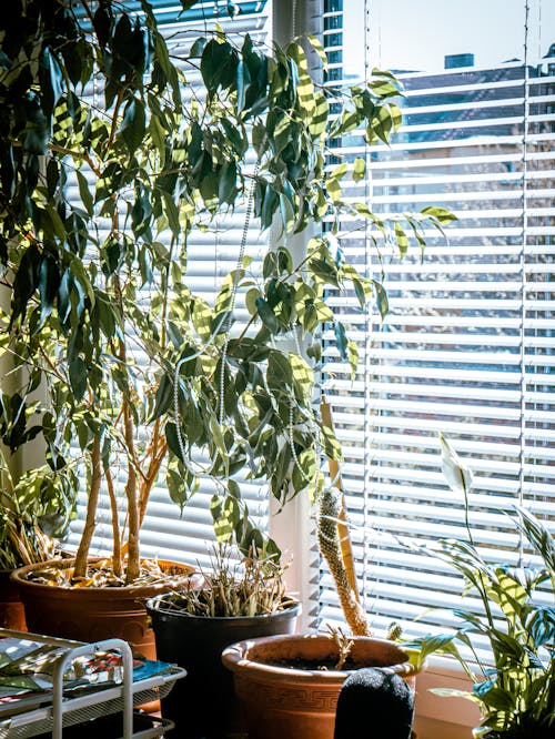 Gratis stockfoto met bloempotten, kamerplanten, raam Stockfoto