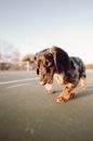 Black White and Brown Short Coated Dog Running on Gray Asphalt Road