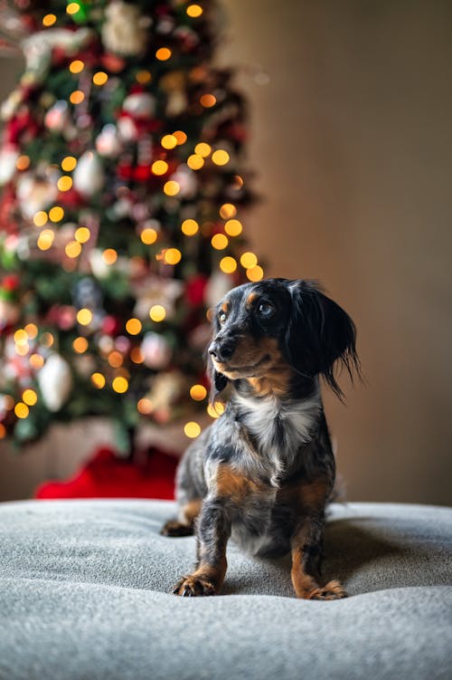 Free Cute Dog with Christmas Tree in the Background  Stock Photo