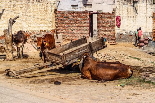 Free Oxen resting beside a wooden cart in a rustic village scene. Stock Photo