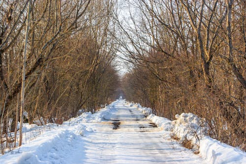 免費 冬季, 冷, 森林 的 免費圖庫相片 圖庫相片